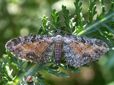 Eupithecia icterata
