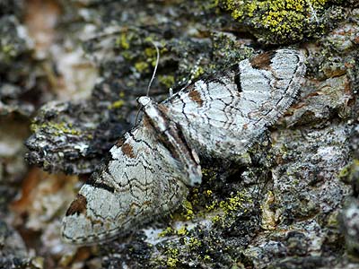 Eupithecia insigniata