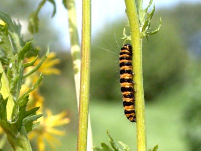 Tyria jacobaeae