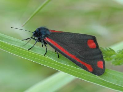 Tyria jacobaeae