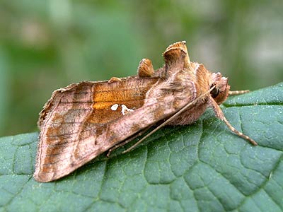 Autographa jota