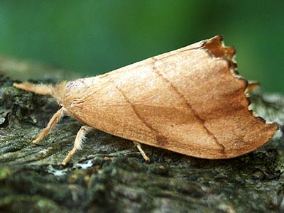 Falcaria lacertinaria