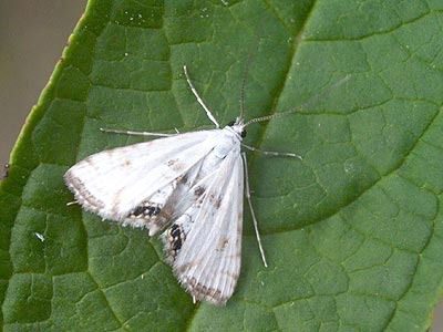 Cataclysta lemnata