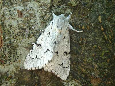 Acronicta leporina