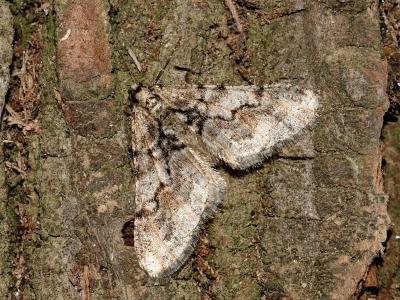 Agriopis leucophaearia