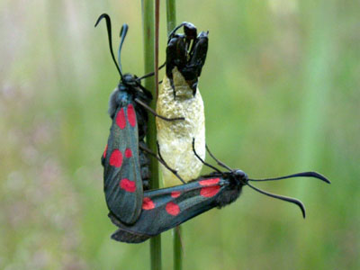 Zygaena lonicerae