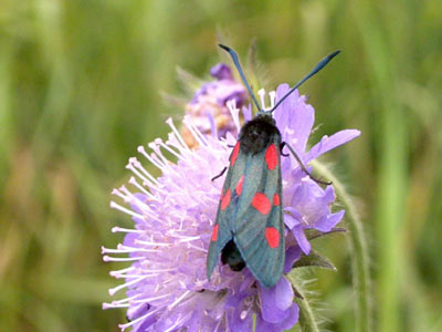 Zygaena lonicerae