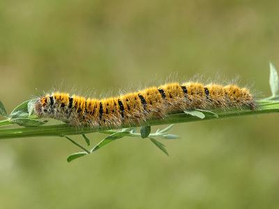 Lasiocampa trifolii