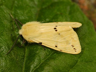 Spilarctia lutea