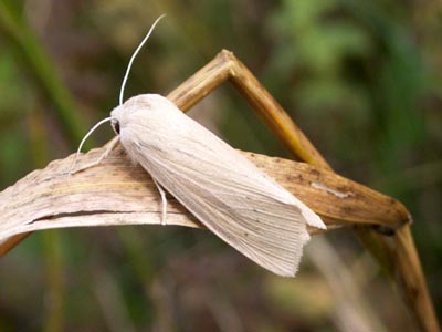 Rhizedra lutosa