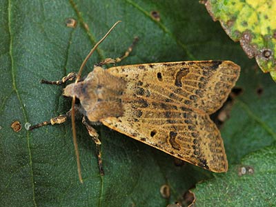 Agrochola lychnidis