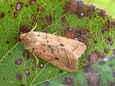 Agrochola macilenta