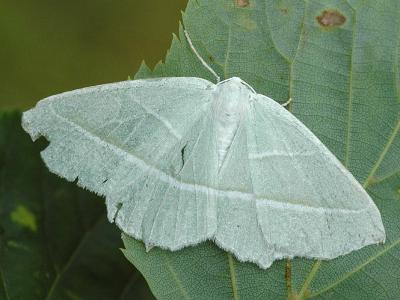 Campaea margaritata