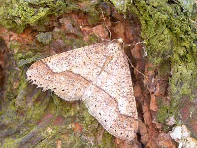 Agriopis marginaria