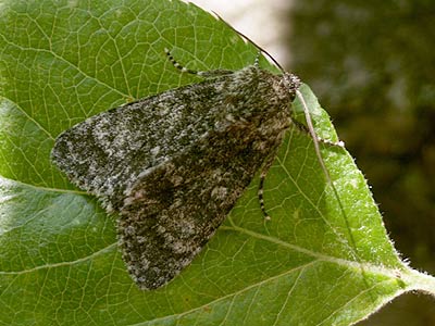 Acronicta megacephala