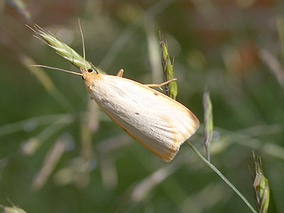 Cybosia mesomella