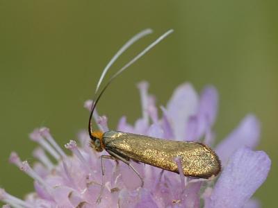 Nemophora metallica