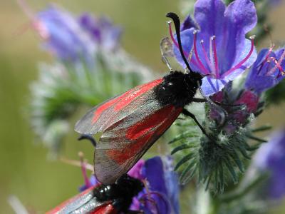 Zygaena minos