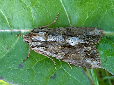 Apamea monoglypha