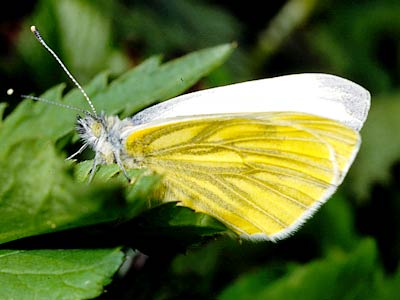 Pieris napi