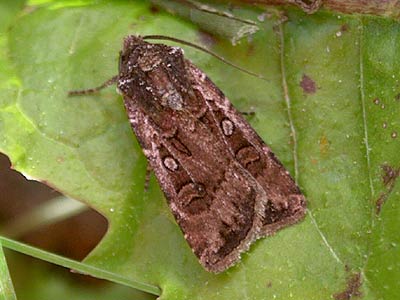 Euxoa tritici