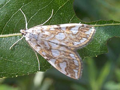 Elophila nymphaeata