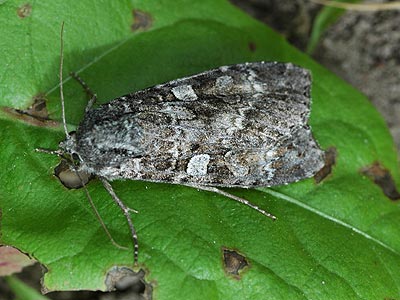 Eurois occulta