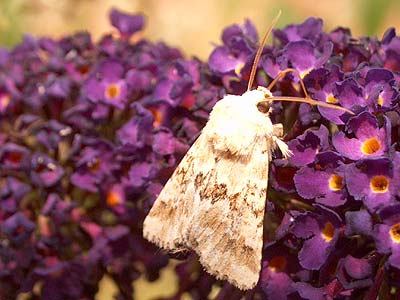 Eremobia ochroleuca