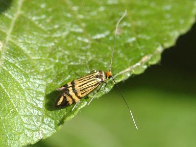 Nemophora ochsenheimerella