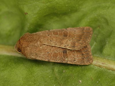 Hoplodrina octogenaria