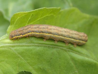 Lacanobia oleracea