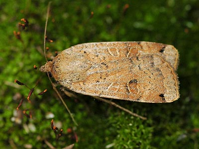 Noctua orbona