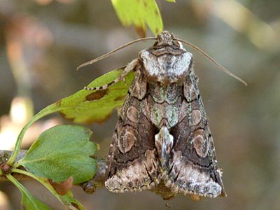 Allophyes oxyacanthae