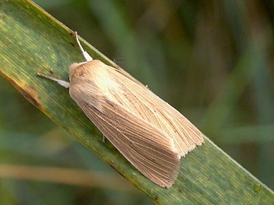 Mythimna pallens