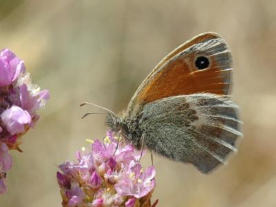 Coenonympha pamphilus