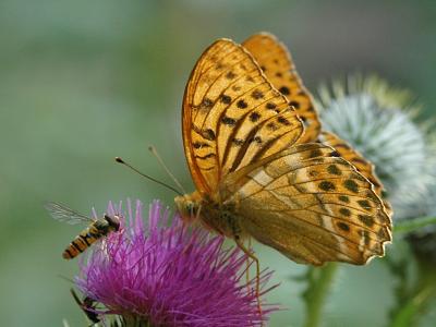Argynnis paphia