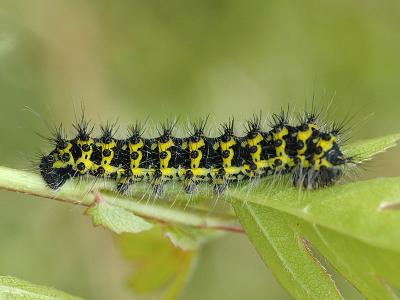 Saturnia pavonia