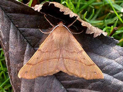 Colotois pennaria