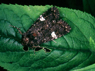 Melanchra persicariae