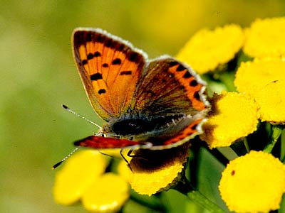 Lycaena phlaeas