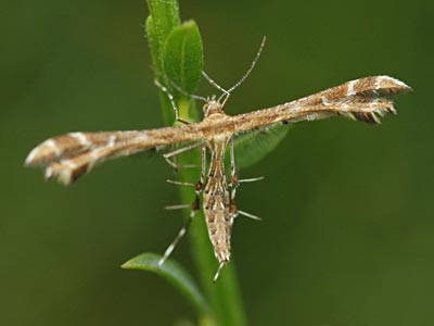 Oxyptilus pilosellae