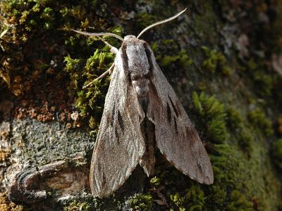 Sphinx pinastri