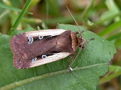 Ochropleura plecta