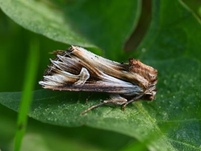 Actinotia polyodon