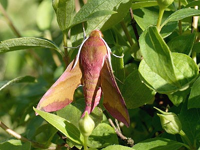 Deilephila porcellus