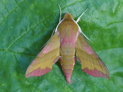 Deilephila porcellus