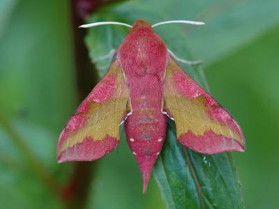 Deilephila porcellus