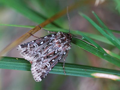 Lycophotia porphyrea