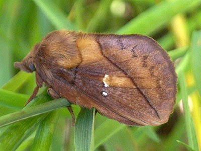 Euthrix potatoria