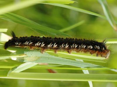 Euthrix potatoria